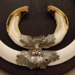 Wildschweinwaffen (Sus scrofa) Keilerwaffen max. 24 cm Trophäe Keiler Gewaff Trophäenschild