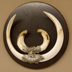 Wildschweinwaffen (Sus scrofa) Keilerwaffen max. 24 cm Trophäe Keiler Gewaff Trophäenschild