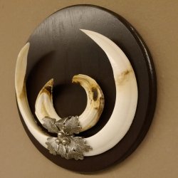 Wildschweinwaffen (Sus scrofa) Keilerwaffen max. 24 cm Trophäe Keiler Gewaff Trophäenschild