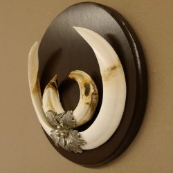 Wildschweinwaffen (Sus scrofa) Keilerwaffen max. 24 cm Trophäe Keiler Gewaff Trophäenschild