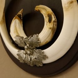 Wildschweinwaffen (Sus scrofa) Keilerwaffen max. 24 cm Trophäe Keiler Gewaff Trophäenschild