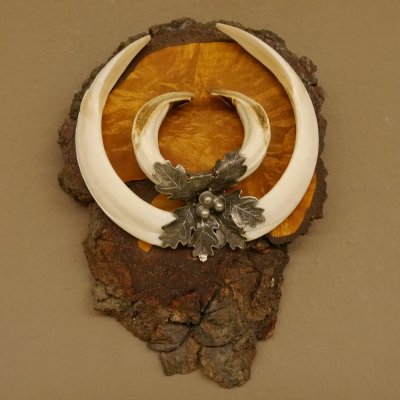 Wildschweinwaffen (Sus scrofa) Keilerwaffen max. 20,8 cm Trophäe Keiler Gewaff Baumscheibe