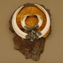 Wildschweinwaffen (Sus scrofa) Keilerwaffen max. 20,8 cm Trophäe Keiler Gewaff Baumscheibe