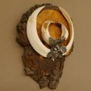 Wildschweinwaffen (Sus scrofa) Keilerwaffen max. 20,8 cm Trophäe Keiler Gewaff Baumscheibe