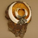 Wildschweinwaffen (Sus scrofa) Keilerwaffen max. 20,8 cm Trophäe Keiler Gewaff Baumscheibe