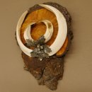 Wildschweinwaffen (Sus scrofa) Keilerwaffen max. 20,8 cm Trophäe Keiler Gewaff Baumscheibe