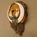 Wildschweinwaffen (Sus scrofa) Keilerwaffen max. 20,8 cm Trophäe Keiler Gewaff Baumscheibe