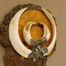 Wildschweinwaffen (Sus scrofa) Keilerwaffen max. 20,8 cm Trophäe Keiler Gewaff Baumscheibe