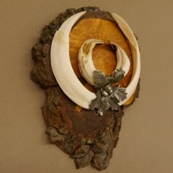 Wildschweinwaffen (Sus scrofa) Keilerwaffen max. 20,8 cm Trophäe Keiler Gewaff Baumscheibe