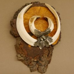 Wildschweinwaffen (Sus scrofa) Keilerwaffen max. 20,8 cm Trophäe Keiler Gewaff Baumscheibe