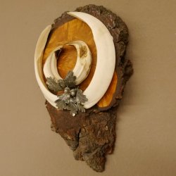 Wildschweinwaffen (Sus scrofa) Keilerwaffen max. 20,8 cm Trophäe Keiler Gewaff Baumscheibe