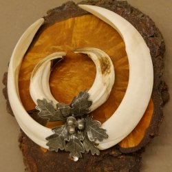 Wildschweinwaffen (Sus scrofa) Keilerwaffen max. 20,8 cm Trophäe Keiler Gewaff Baumscheibe