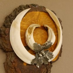 Wildschweinwaffen (Sus scrofa) Keilerwaffen max. 20,8 cm Trophäe Keiler Gewaff Baumscheibe