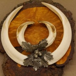 Wildschweinwaffen (Sus scrofa) Keilerwaffen max. 20,8 cm Trophäe Keiler Gewaff Baumscheibe