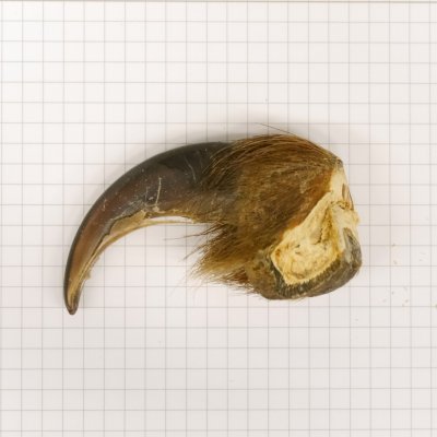 GRIZZLY Bärenkralle Krallenlänge 7,7 cm linke Vorderkralle Bär mit Genehmigung zum Verkauf