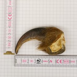 GRIZZLY Bärenkralle Krallenlänge 7,7 cm linke Vorderkralle Bär mit Genehmigung zum Verkauf
