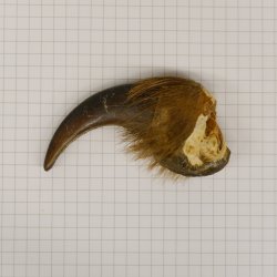 GRIZZLY Bärenkralle Krallenlänge 6,7 cm linke Vorderkralle Bär mit Genehmigung zum Verkauf