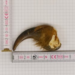 GRIZZLY Bärenkralle Krallenlänge 6,7 cm linke Vorderkralle Bär mit Genehmigung zum Verkauf
