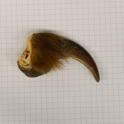 GRIZZLY Bärenkralle Krallenlänge 6,7 cm linke Vorderkralle Bär mit Genehmigung zum Verkauf