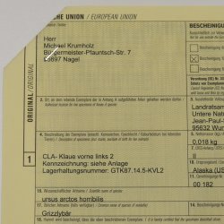 GRIZZLY Bärenkralle Krallenlänge 6,7 cm linke Vorderkralle Bär mit Genehmigung zum Verkauf