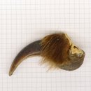 GRIZZLY Bärenkralle Krallenlänge 6,2 cm linke...