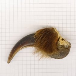 GRIZZLY Bärenkralle Krallenlänge 6,2 cm linke Vorderkralle Bär mit Genehmigung zum Verkauf