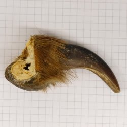 GRIZZLY Bärenkralle Krallenlänge 6,2 cm linke Vorderkralle Bär mit Genehmigung zum Verkauf