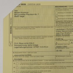 GRIZZLY Bärenkralle Krallenlänge 6,2 cm linke Vorderkralle Bär mit Genehmigung zum Verkauf