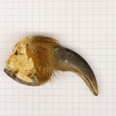 GRIZZLY Bärenkralle Krallenlänge 5,8 cm linke Vorderkralle Bär mit Genehmigung zum Verkauf