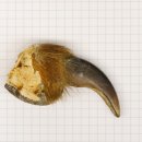 GRIZZLY Bärenkralle Krallenlänge 5,8 cm linke...