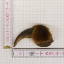 GRIZZLY Bärenkralle Krallenlänge 5,8 cm linke...
