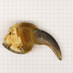 GRIZZLY Bärenkralle Krallenlänge 5,8 cm linke Vorderkralle Bär mit Genehmigung zum Verkauf