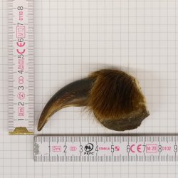 GRIZZLY Bärenkralle Krallenlänge 5,8 cm linke Vorderkralle Bär mit Genehmigung zum Verkauf