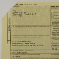 GRIZZLY Bärenkralle Krallenlänge 5,8 cm linke Vorderkralle Bär mit Genehmigung zum Verkauf