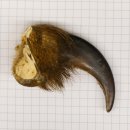 GRIZZLY Bärenkralle Krallenlänge 7 cm rechte...