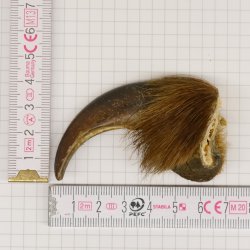 GRIZZLY Bärenkralle Krallenlänge 7 cm rechte Vorderkralle Bär mit Genehmigung zum Verkauf