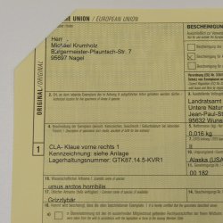 GRIZZLY Bärenkralle Krallenlänge 7 cm rechte Vorderkralle Bär mit Genehmigung zum Verkauf