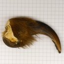 GRIZZLY Bärenkralle Krallenlänge 7,6 cm rechte...