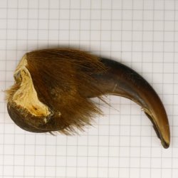 GRIZZLY Bärenkralle Krallenlänge 7,6 cm rechte Vorderkralle Bär mit Genehmigung zum Verkauf