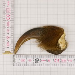 GRIZZLY Bärenkralle Krallenlänge 7,6 cm rechte Vorderkralle Bär mit Genehmigung zum Verkauf
