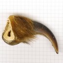 GRIZZLY Bärenkralle Krallenlänge 7,0 cm rechte...