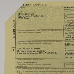 GRIZZLY Bärenkralle Krallenlänge 7,0 cm rechte Vorderkralle Bär mit Genehmigung zum Verkauf