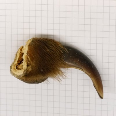 GRIZZLY Bärenkralle Krallenlänge 6,7 cm rechte Vorderkralle Bär mit Genehmigung zum Verkauf