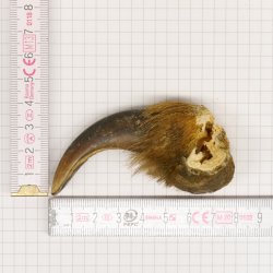 GRIZZLY Bärenkralle Krallenlänge 6,7 cm rechte Vorderkralle Bär mit Genehmigung zum Verkauf