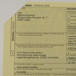 GRIZZLY Bärenkralle Krallenlänge 6,7 cm rechte Vorderkralle Bär mit Genehmigung zum Verkauf