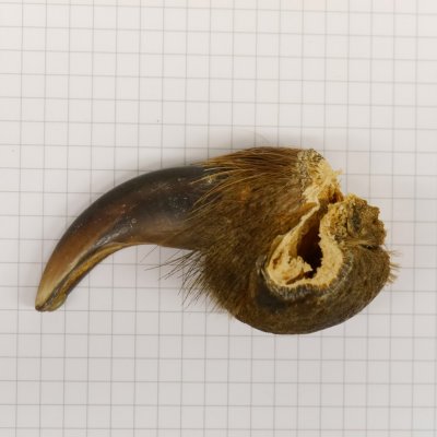 GRIZZLY Bärenkralle Krallenlänge 5,9 cm rechte Vorderkralle Bär mit Genehmigung zum Verkauf