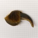 GRIZZLY Bärenkralle Krallenlänge 5,9 cm rechte Vorderkralle Bär mit Genehmigung zum Verkauf