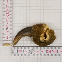GRIZZLY Bärenkralle Krallenlänge 5,9 cm rechte Vorderkralle Bär mit Genehmigung zum Verkauf