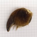 GRIZZLY Bärenkralle Krallenlänge 4 cm rechte...