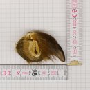 GRIZZLY Bärenkralle Krallenlänge 4 cm rechte...